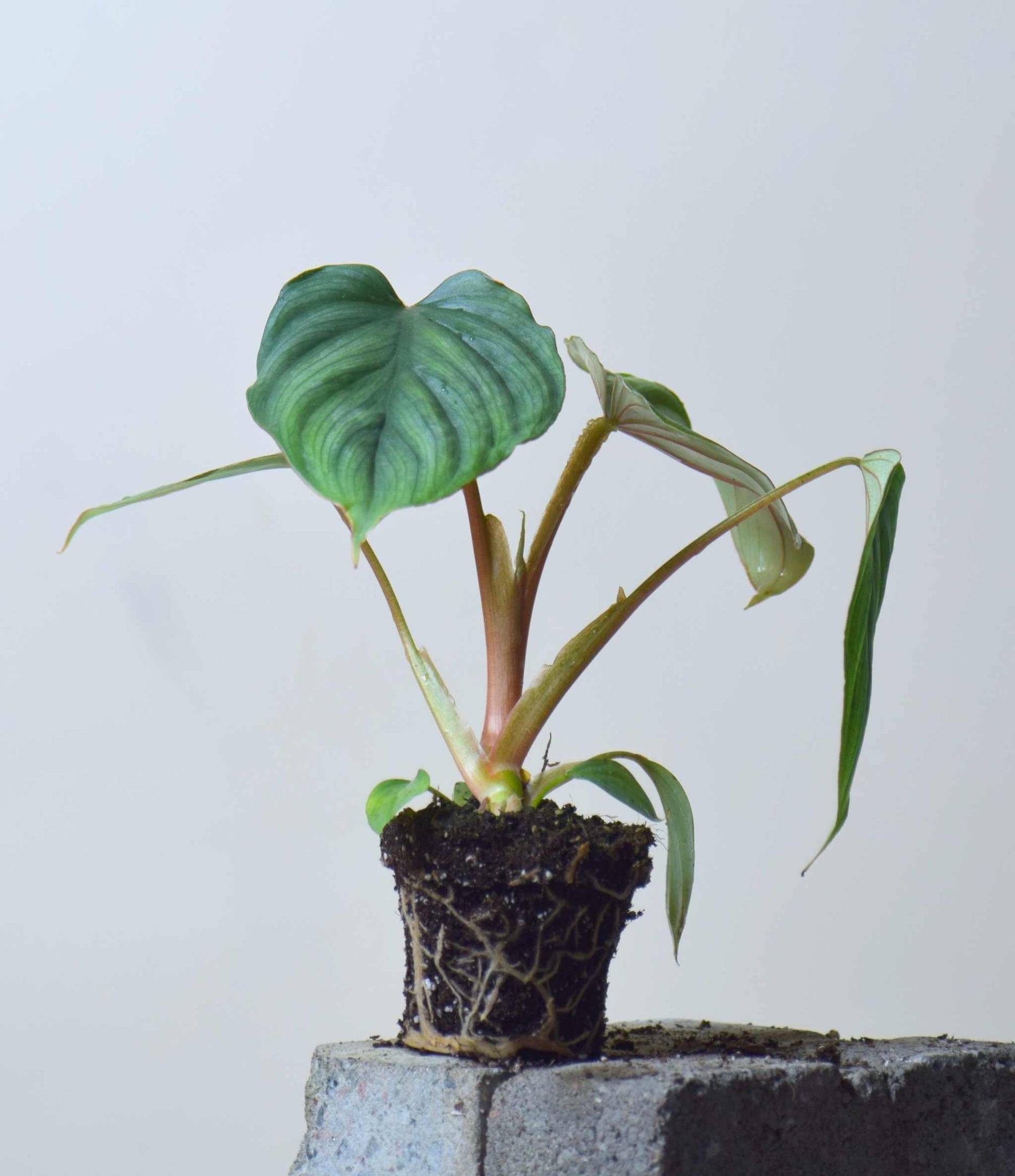 philodendron mamei juvenile Philodendron Mamei | Buy Unusual Green Plants Online