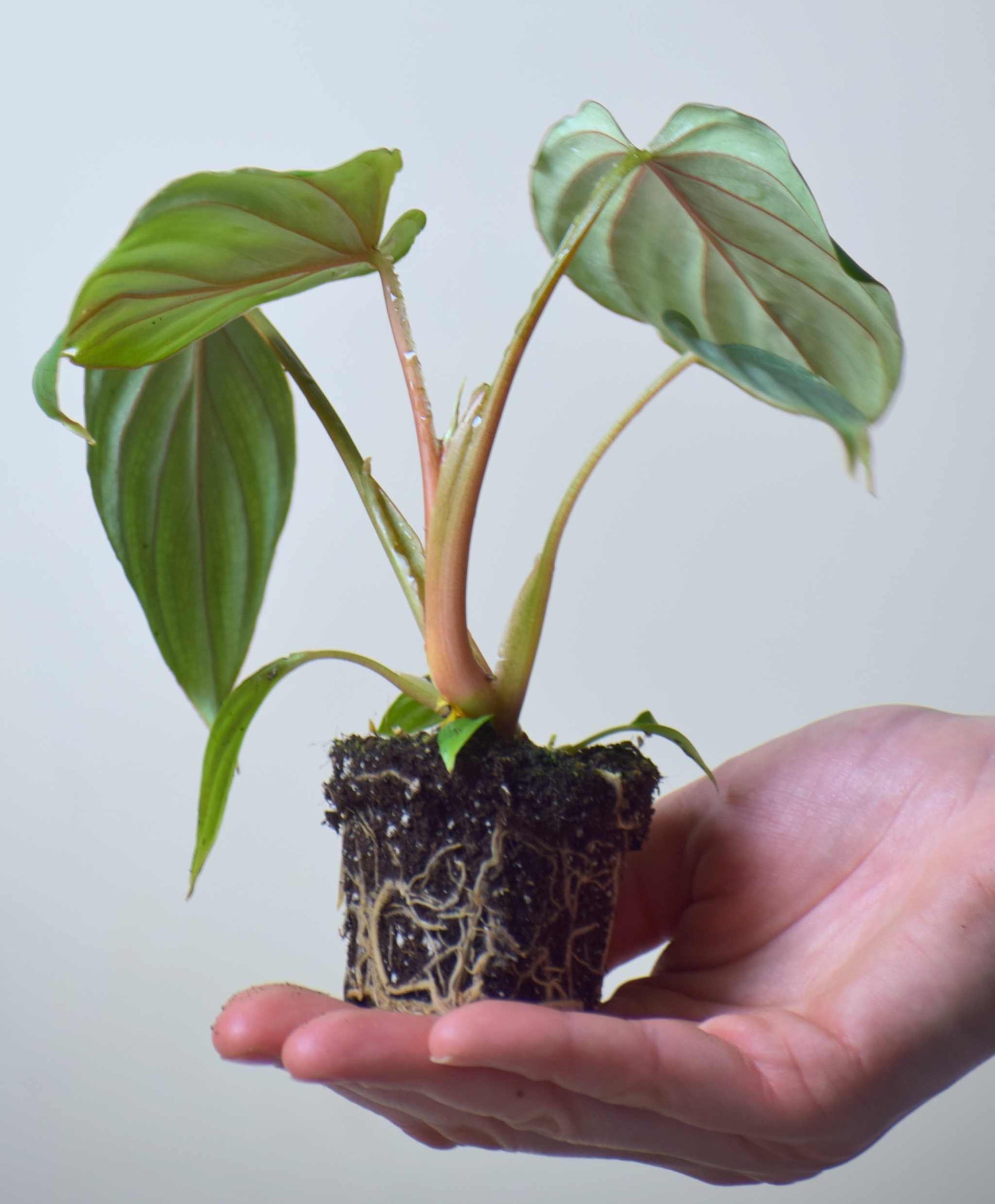 philodendron mamei juvenile Philodendron Mamei | Buy Unusual Green Plants Online