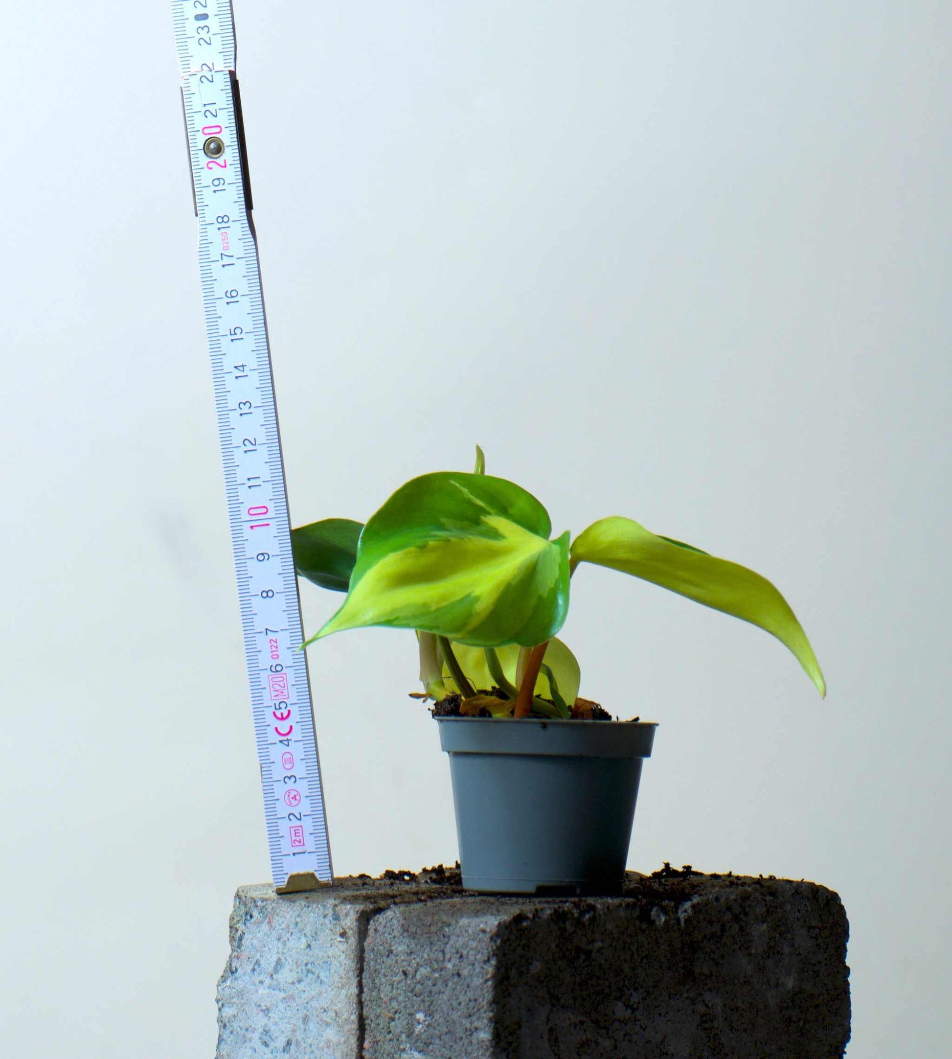 philodendron scandens cats Philodendron Scandens 'Brasil' For Sale