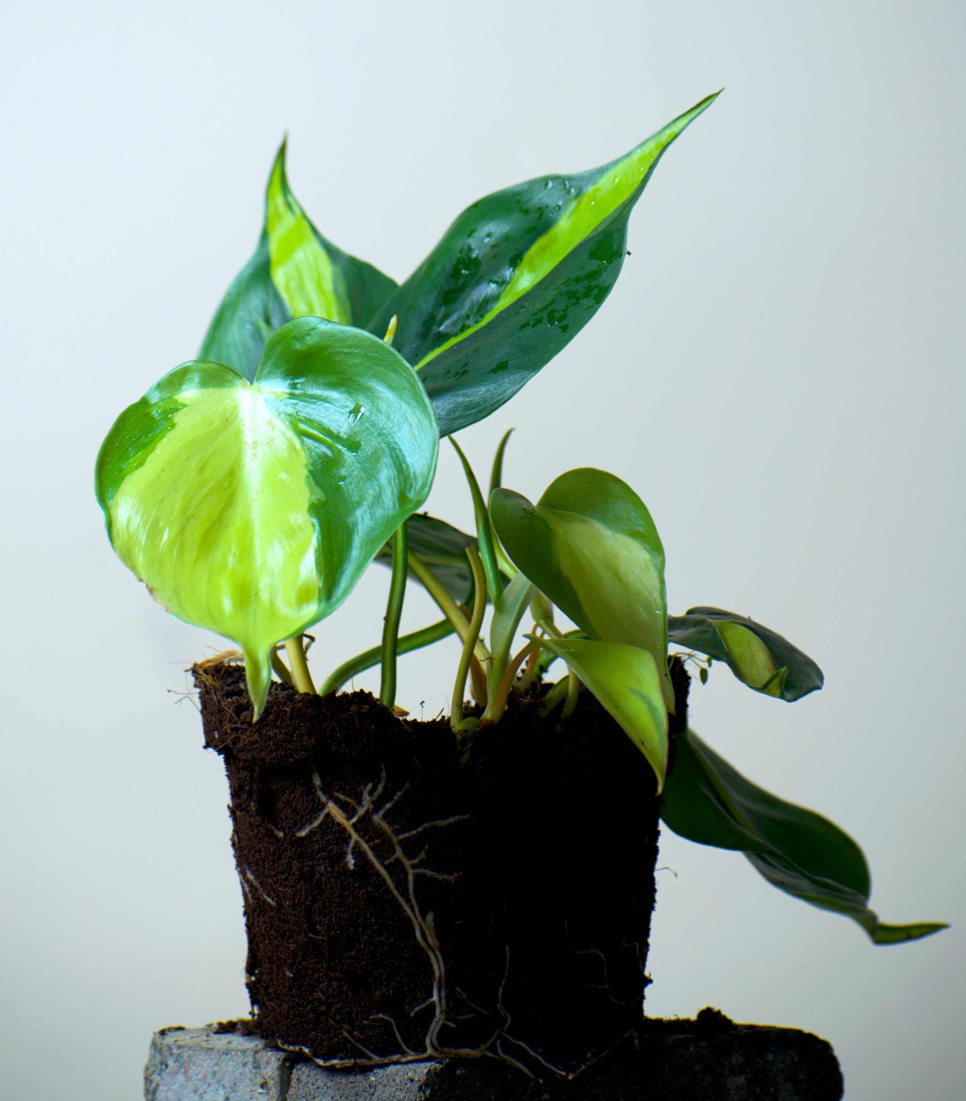 philodendron scandens growth rate Philodendron Scandens 'Brasil' For Sale