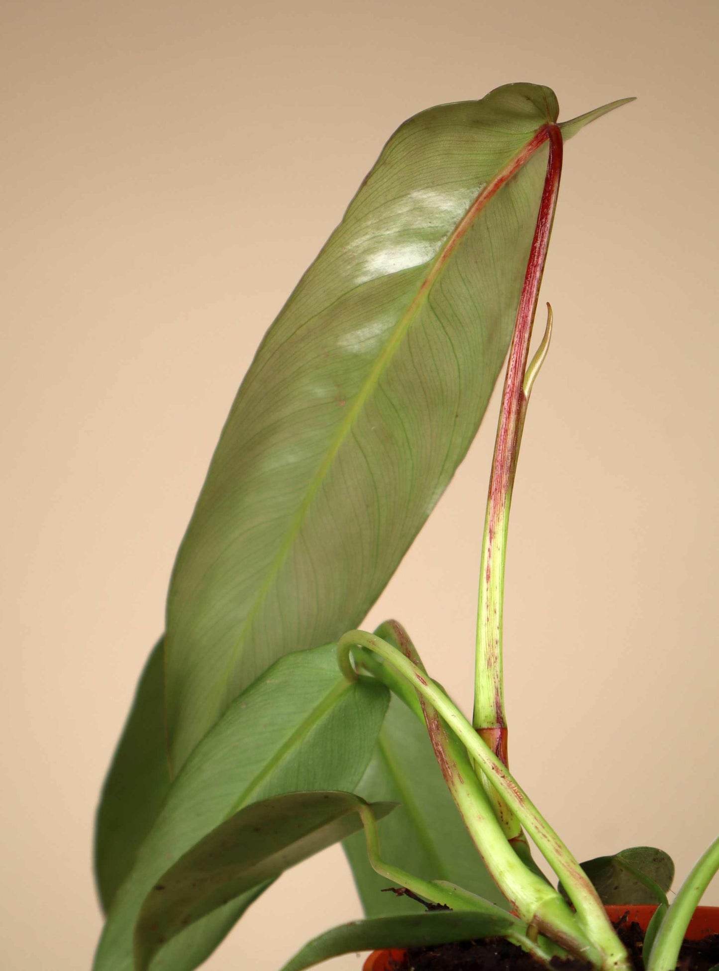Philodendron spiritus-sancti