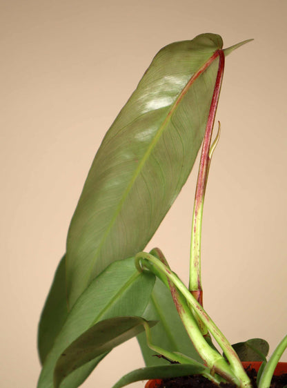Philodendron spiritus-sancti