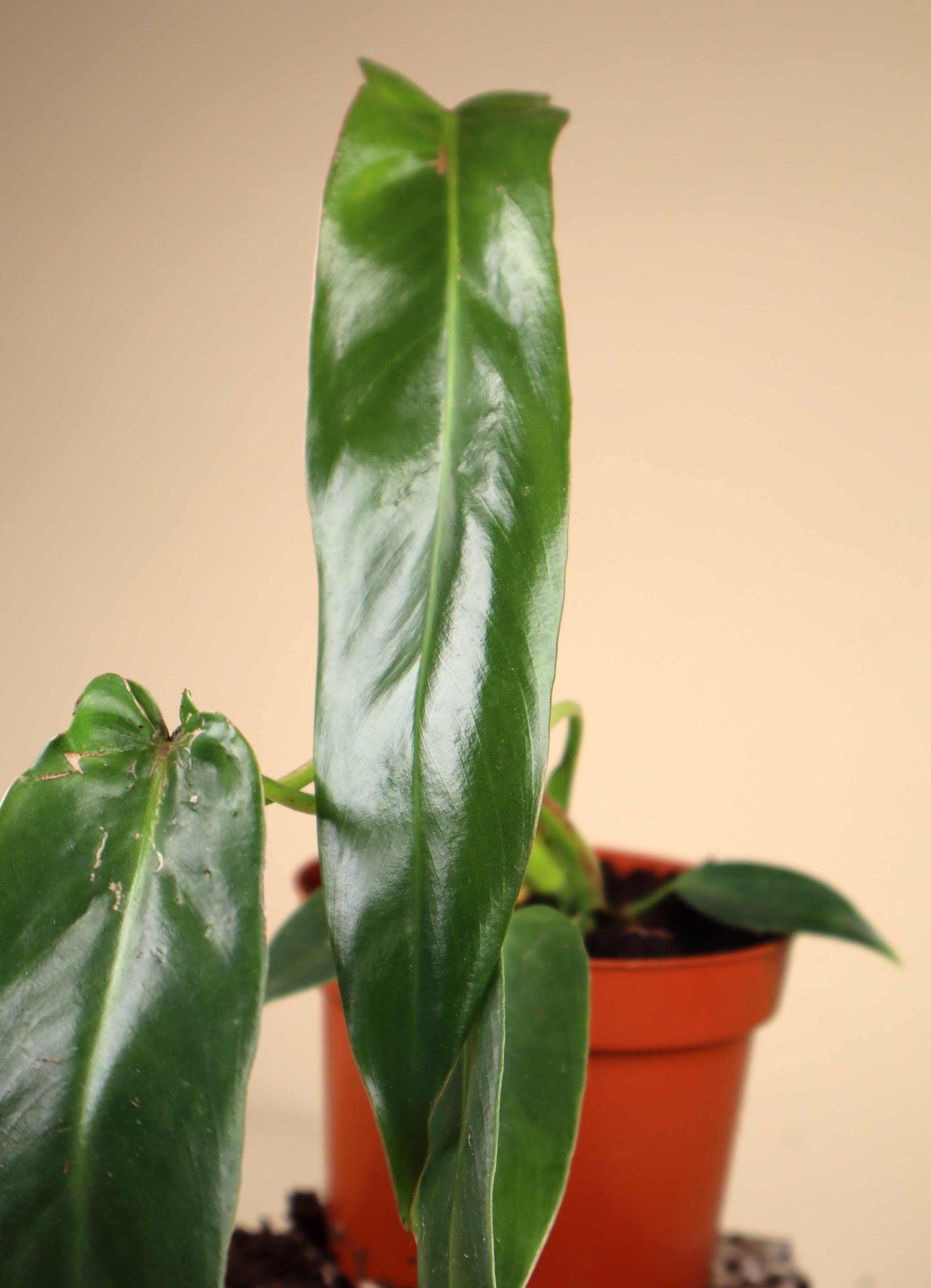 Philodendron spiritus-sancti