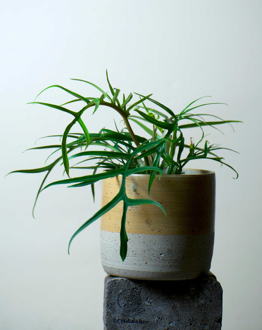 Philodendron tortum