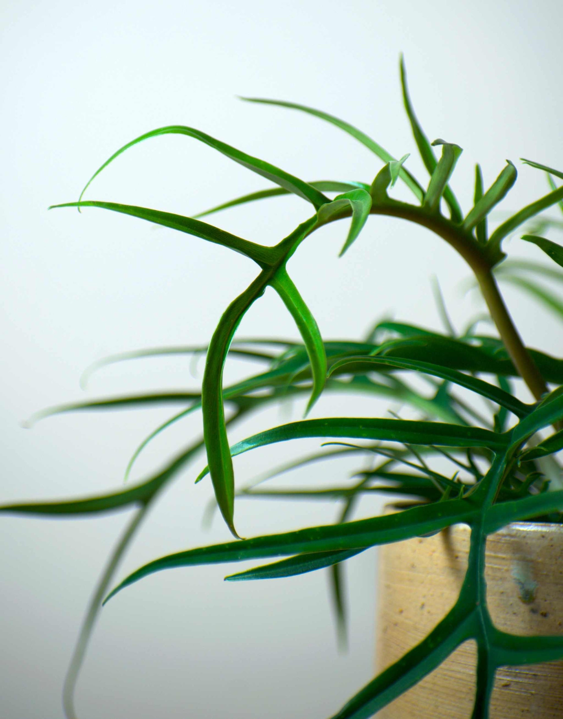 Philodendron tortum