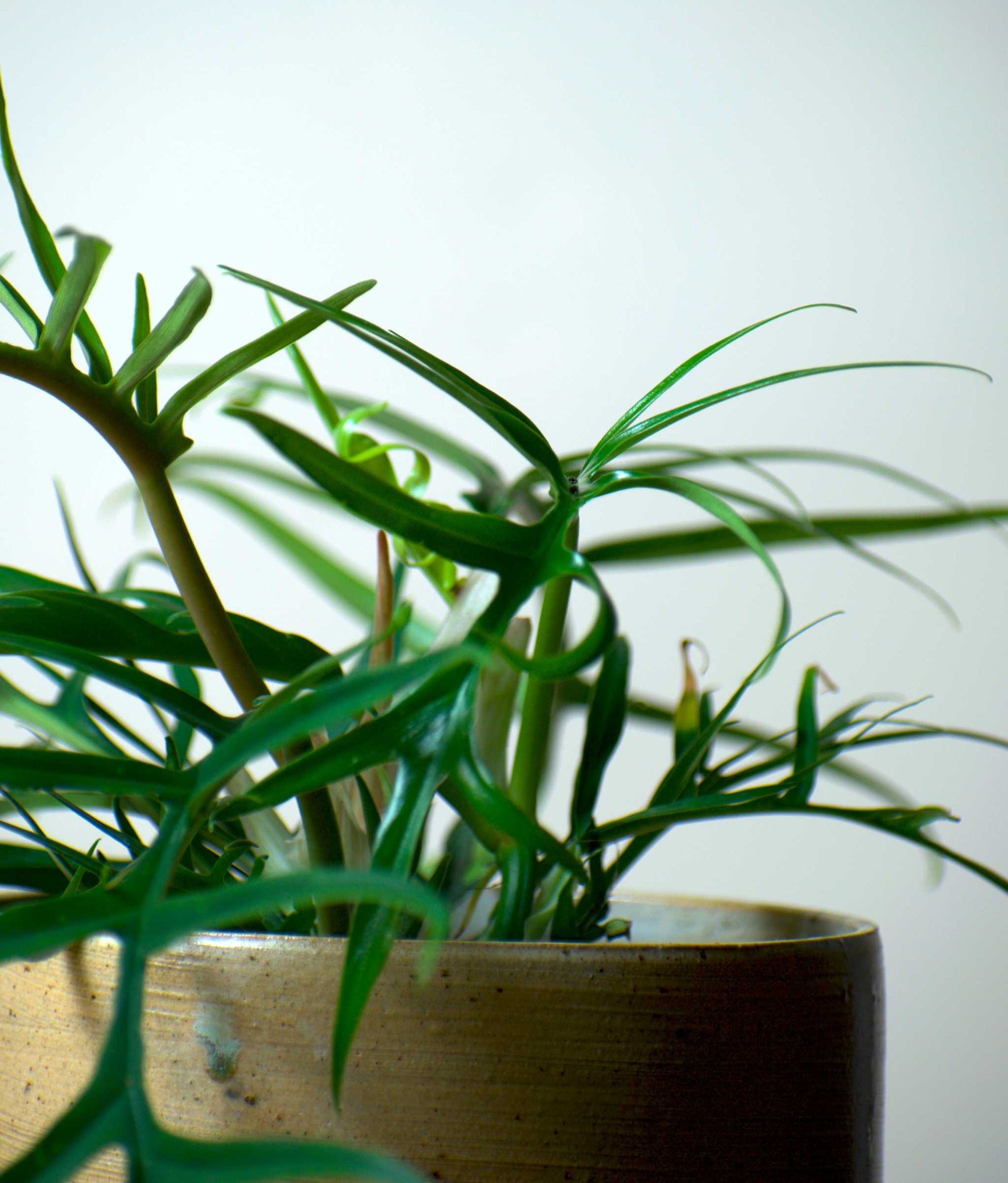 Philodendron tortum