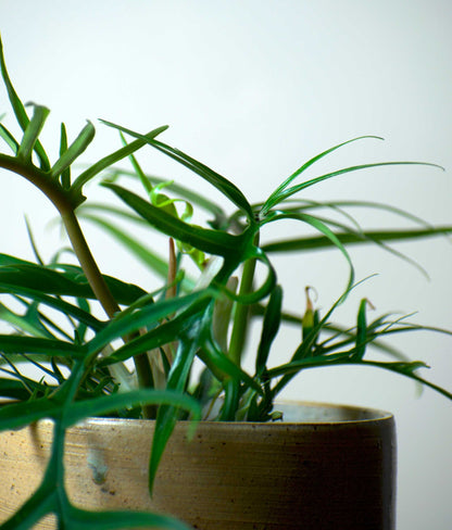 Philodendron tortum