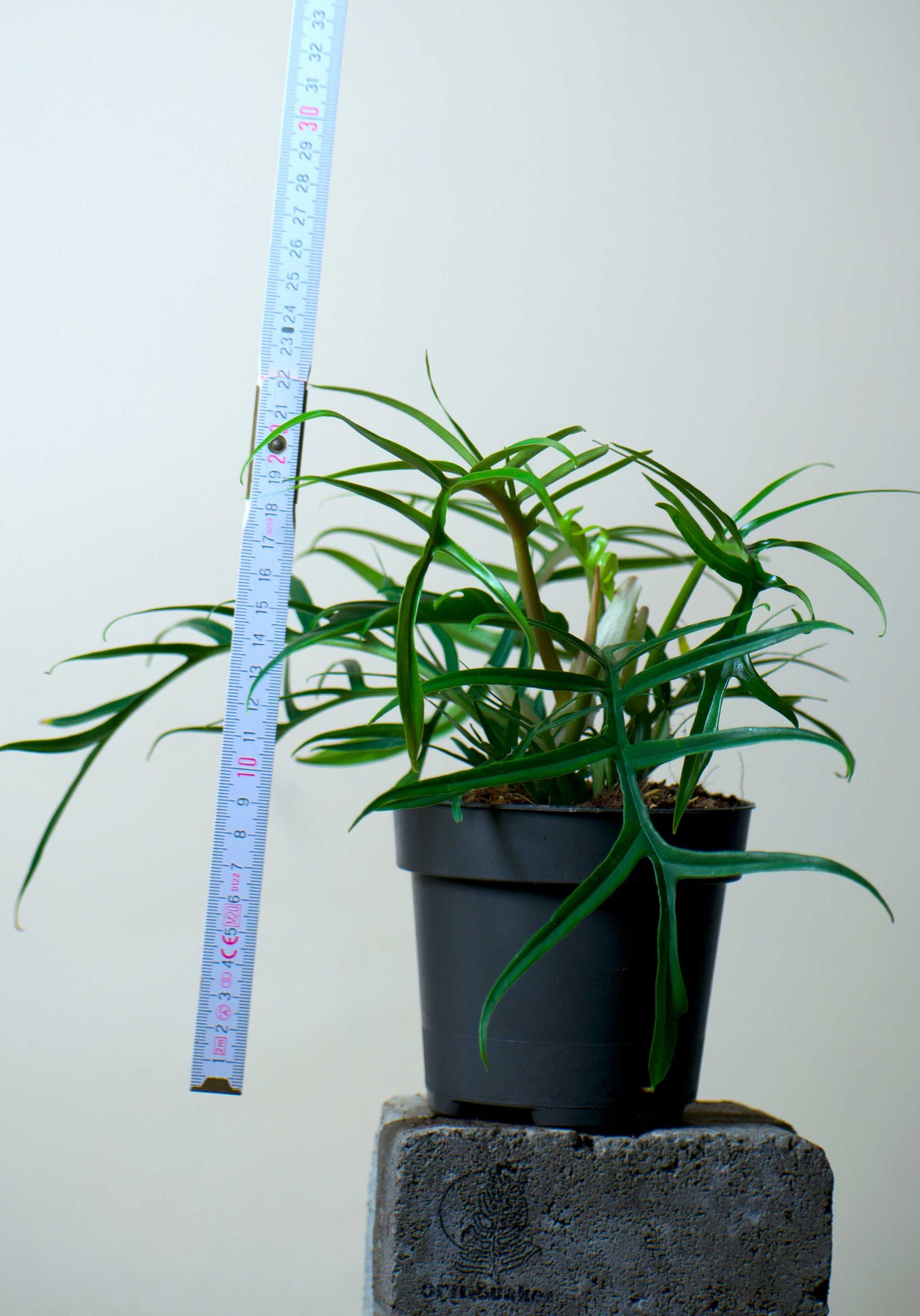long thin leaf philodendron Philodendron Tortum For Sale
