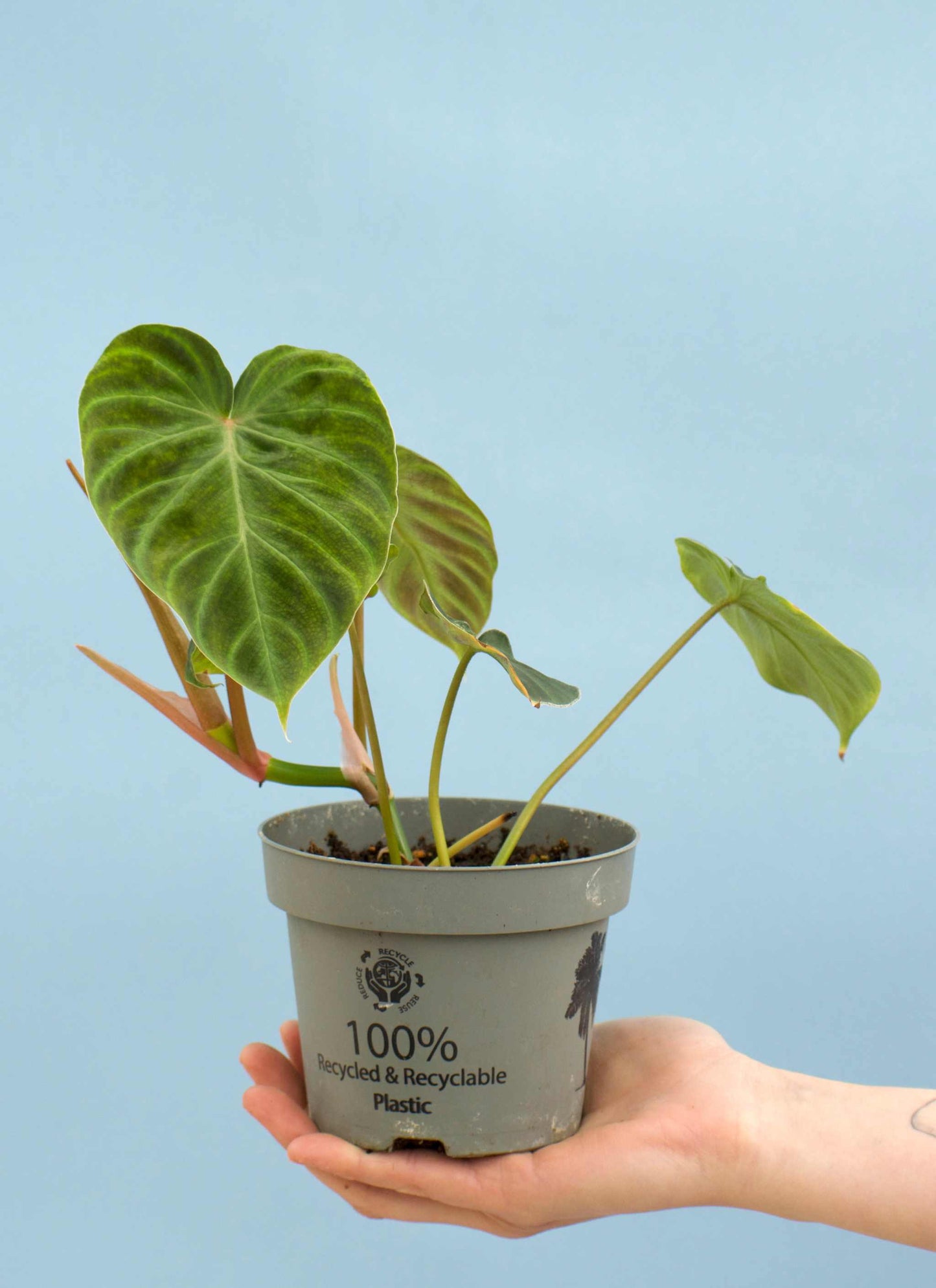 Philodendron verrucosum