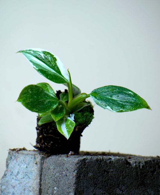 Philodendron White Wizard