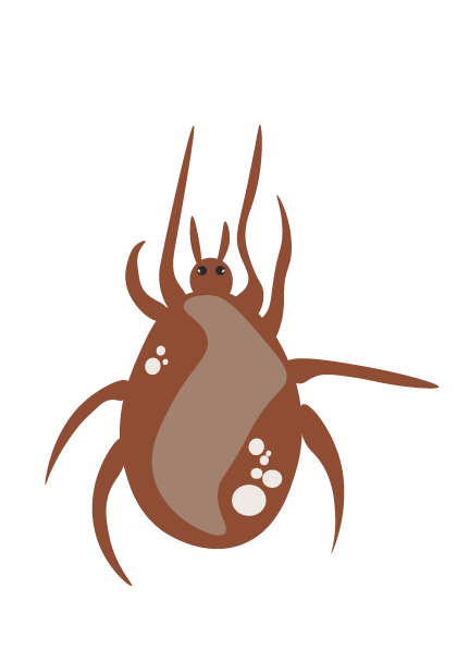 Phytoseiulus Persimilis | Against Spinn