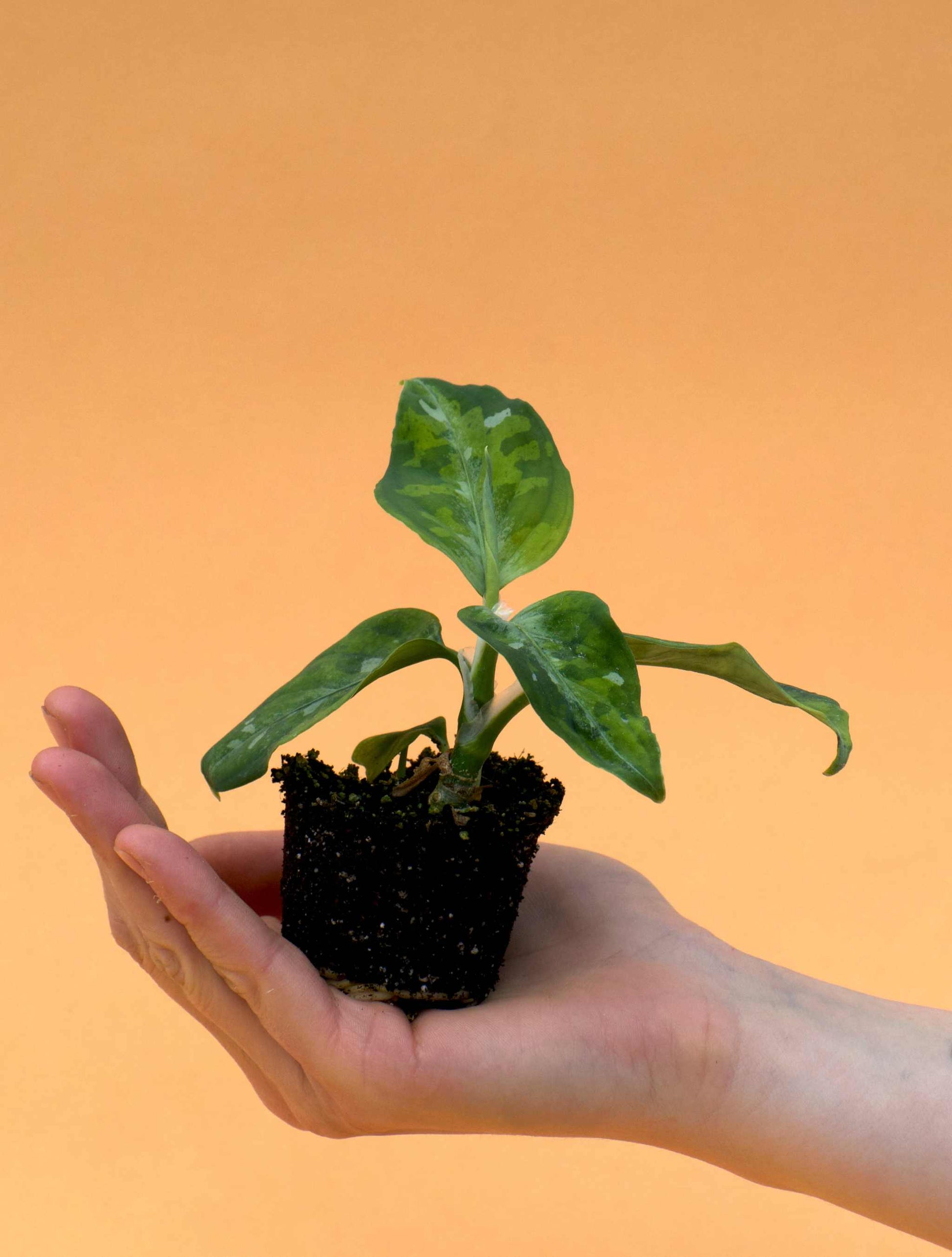 Aglaonema pictum tricolor