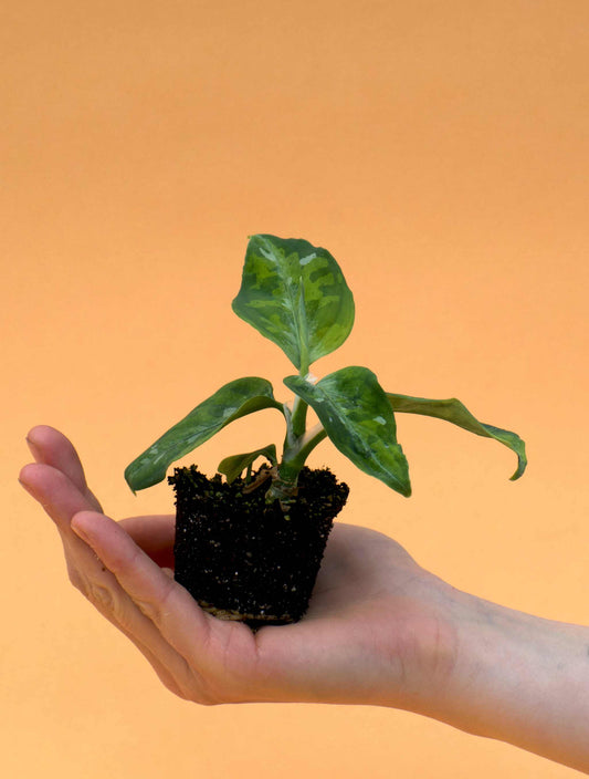 Aglaonema pictum tricolor