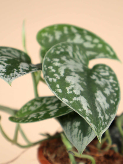 Silverranka 'Scindapsus pictus' Argyraeus