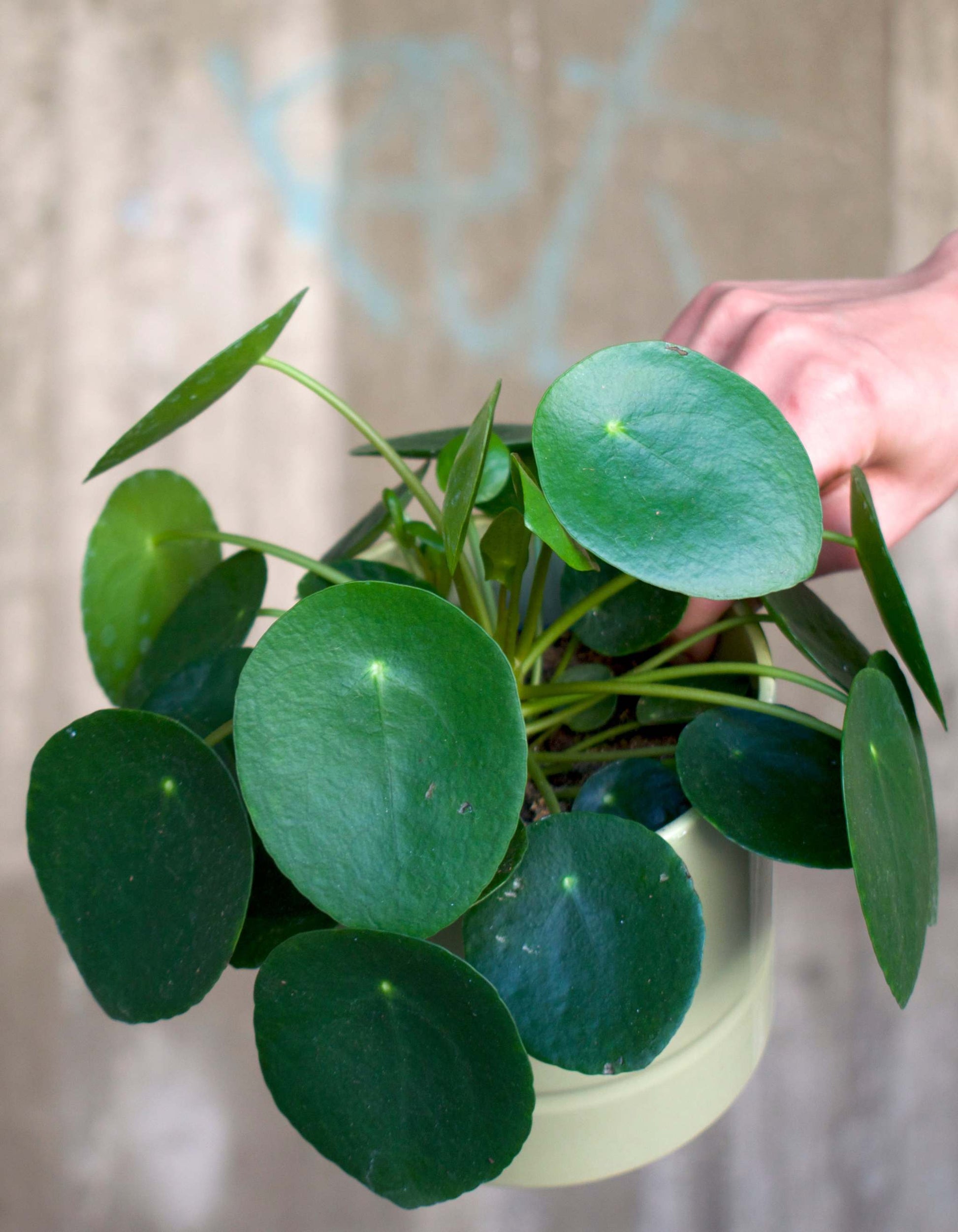 Pilea peperomioides 'elefantöra'