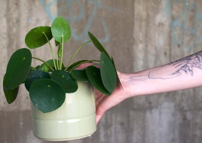 Pilea peperomioides 'elefantöra'
