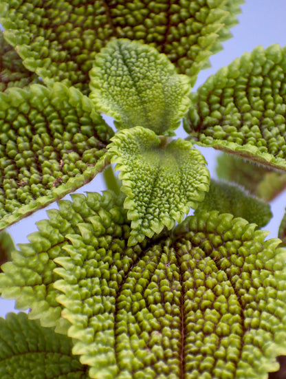 Pilea mollis 'Moon Valley'