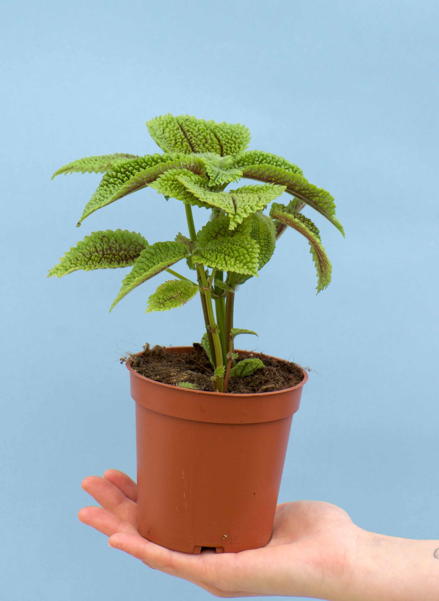Pilea mollis 'Moon Valley'