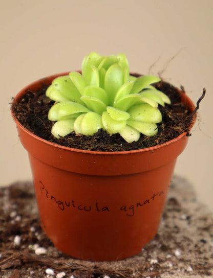 Pinguicula agnata