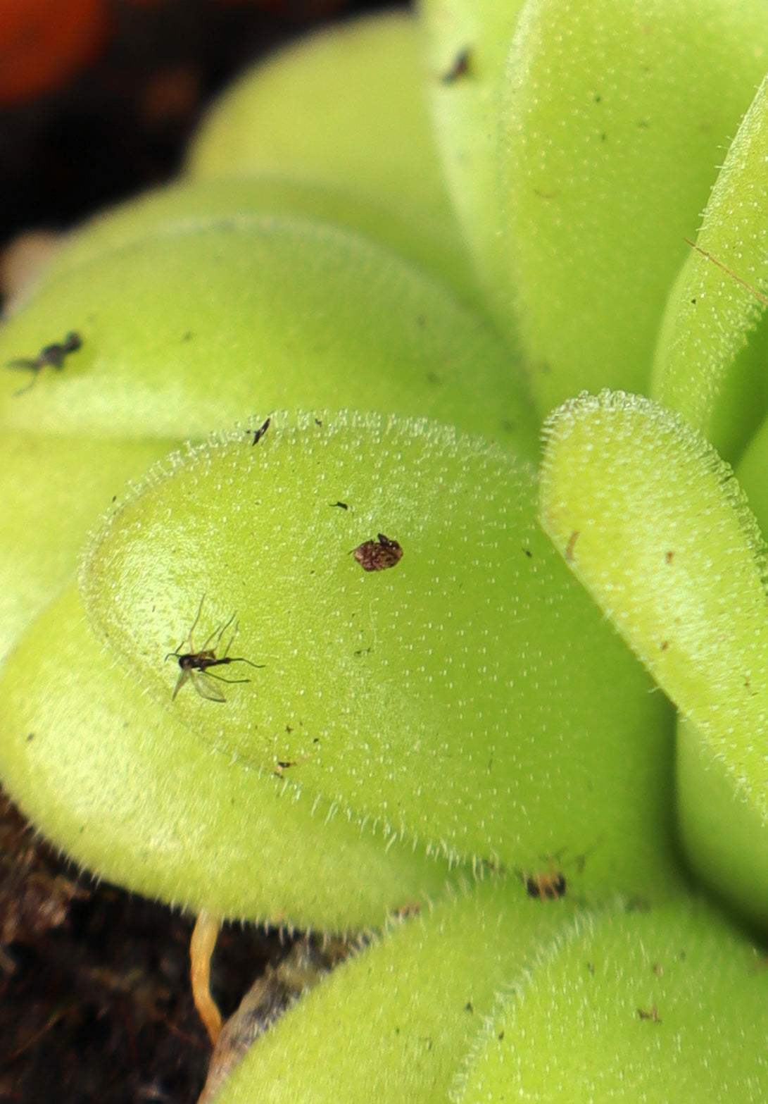 Pinguicula agnata