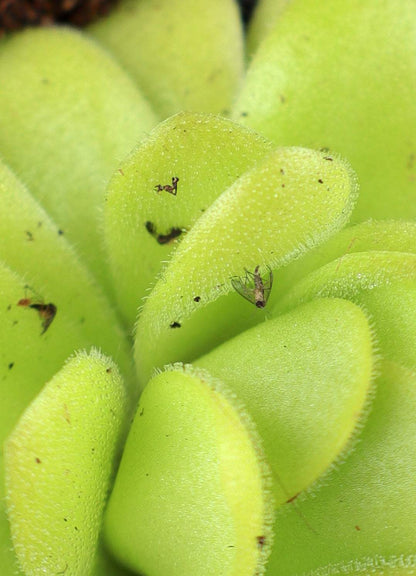 Pinguicula agnata