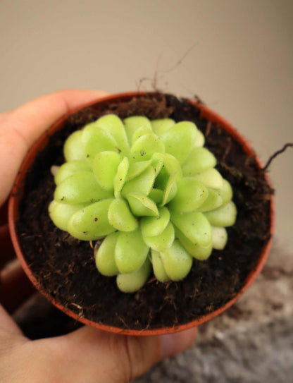 Pinguicula agnata