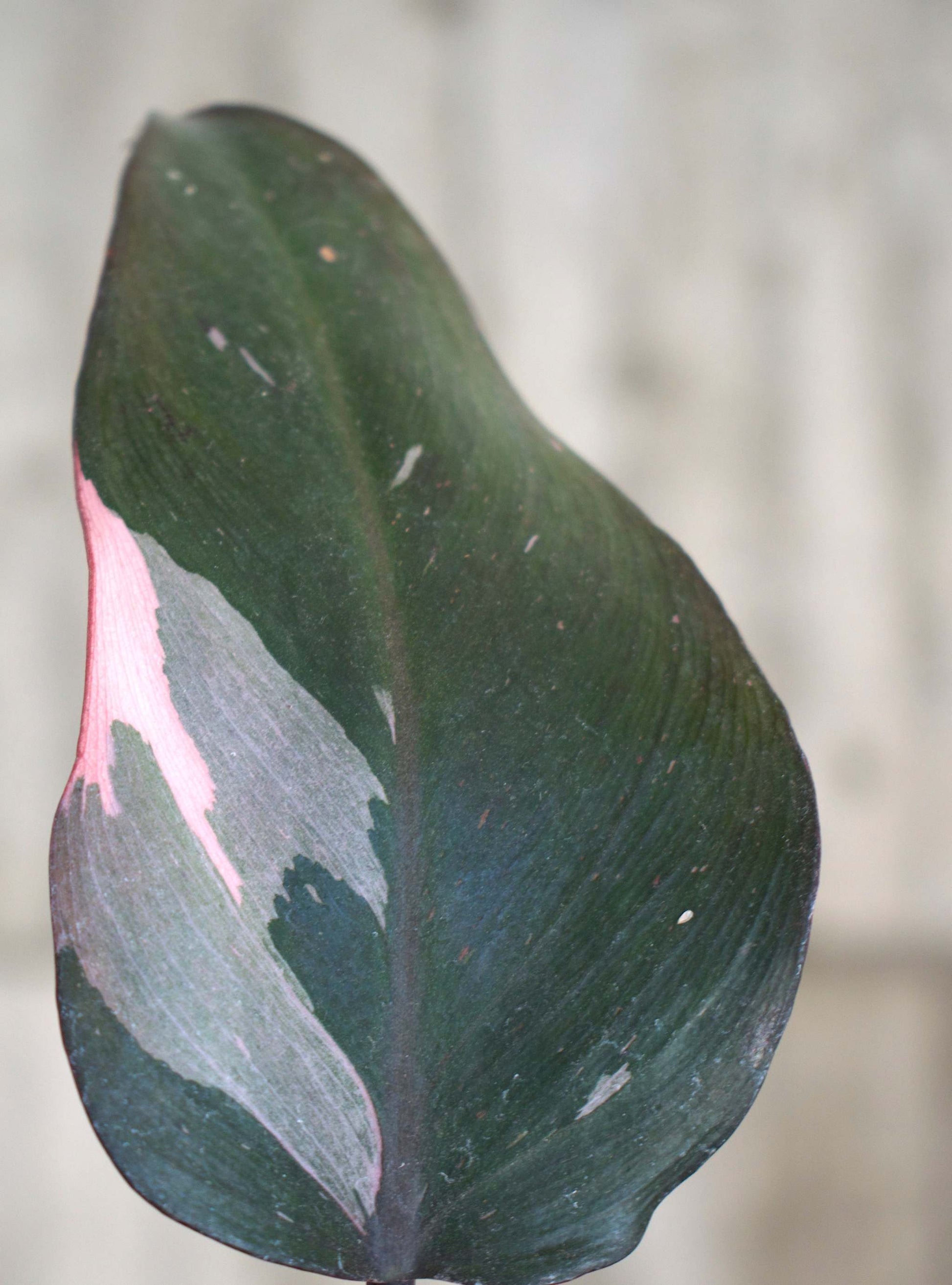 philodendron pink princess brown leaves Buy Philodendron 'Pink Princess'