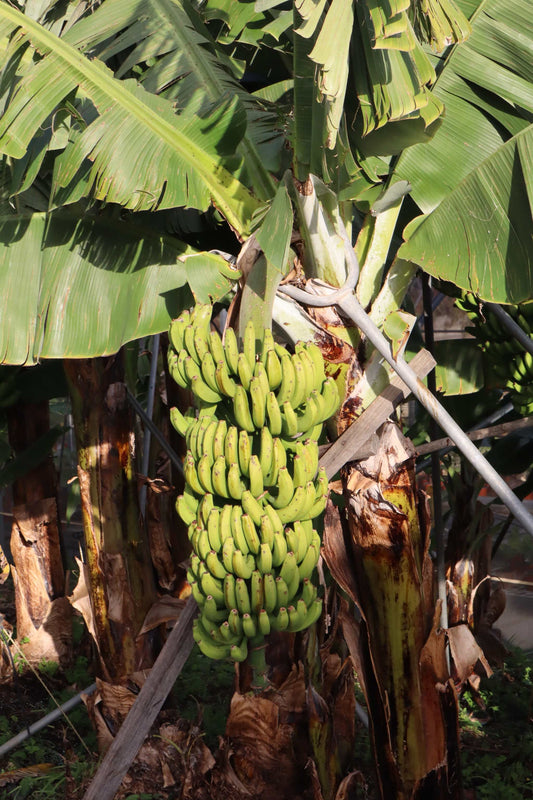 Bananenpflanze 'Musa Dwarf Cavendish' essbar