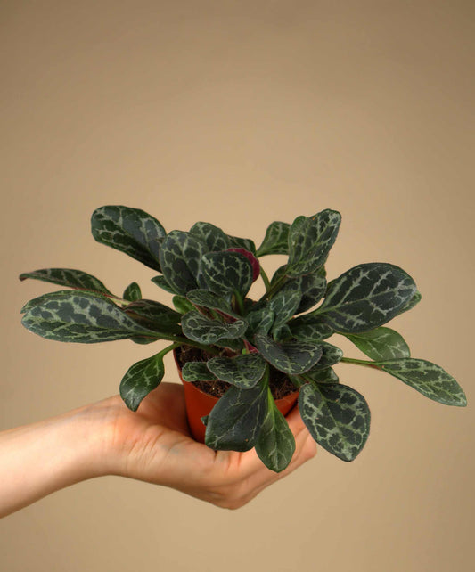 Primulina yungfuensis