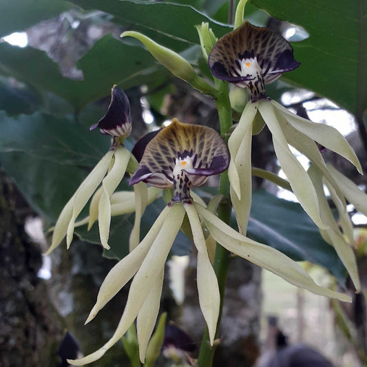Prosthechea cochleata 'Bläckfiskorkidé'