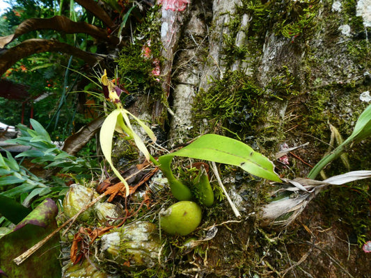 Prosthechea cochleata 'Bläckfiskorkidé'