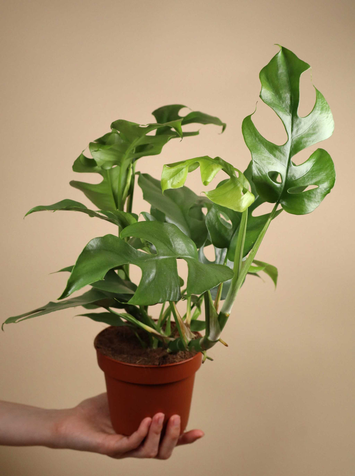 Rhaphidophora tetrasperma