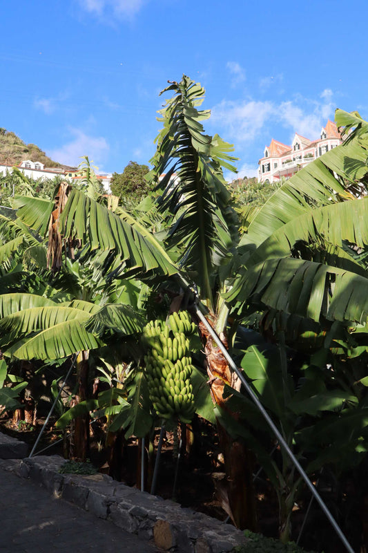 Bananplanta Cavendish 'Robusta' Ätbar