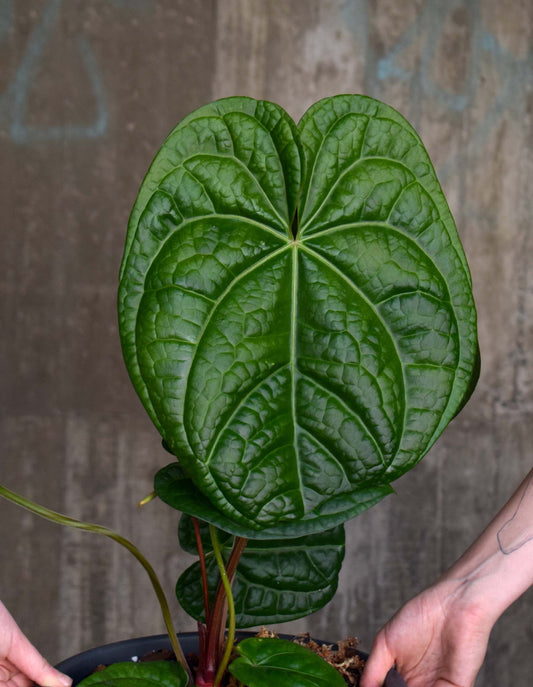 Anthurium Magnificum X Luxurians
