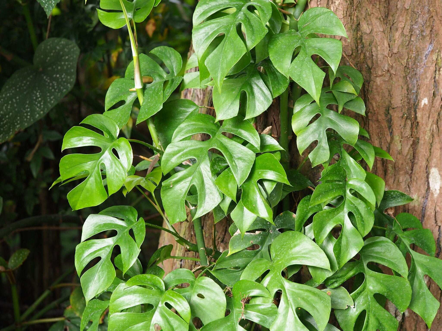 Rhaphidophora tetrasperma
