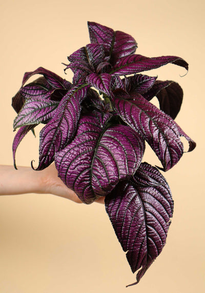 Strobilanthes auriculata var. dyeriana 'Persian Shield'