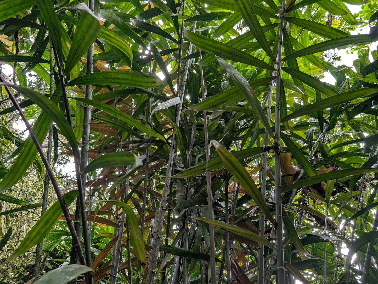 Salak 'Salacca edulis' essbar