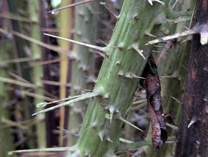 Salak 'Salacca edulis' essbar