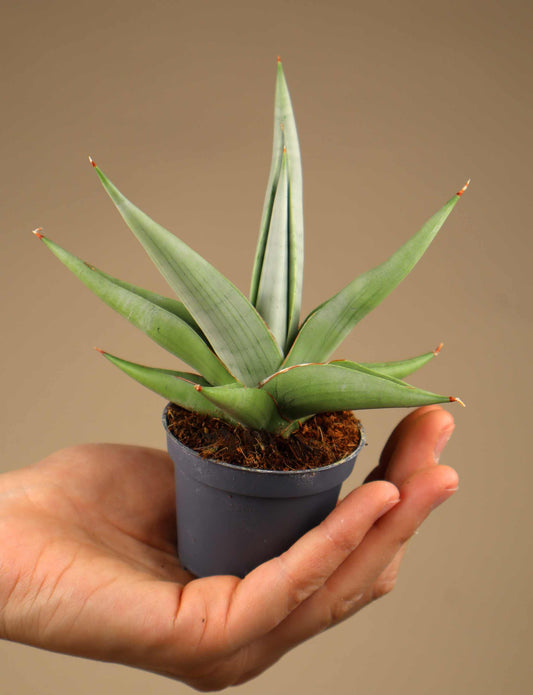 Sansevieria 'Chanin Crown'