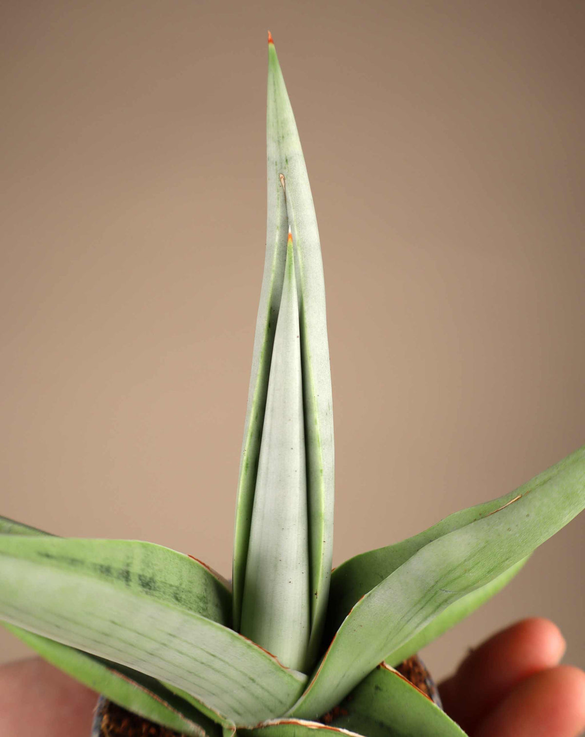 Sansevieria 'Chanin Crown'