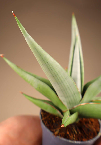 Sansevieria 'Chanin Crown'