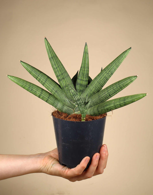 Sansevieria 'Helios Twisted'