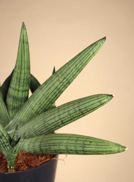 Sansevieria 'Helios Twisted'