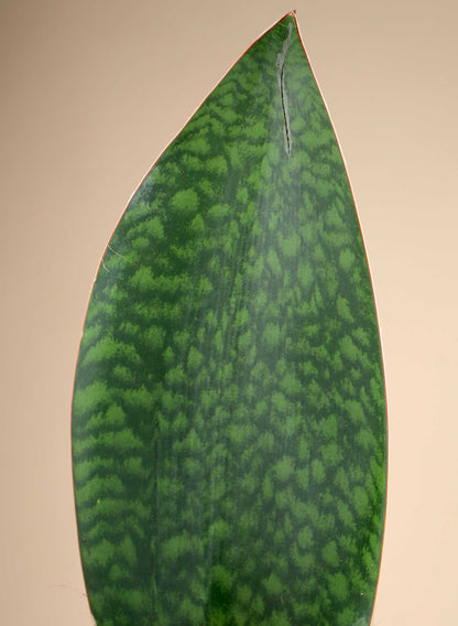 Sansevieria masoniana 'Whale fin'