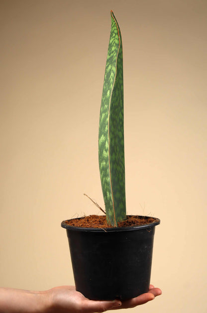 Sansevieria masoniana 'Whale fin'