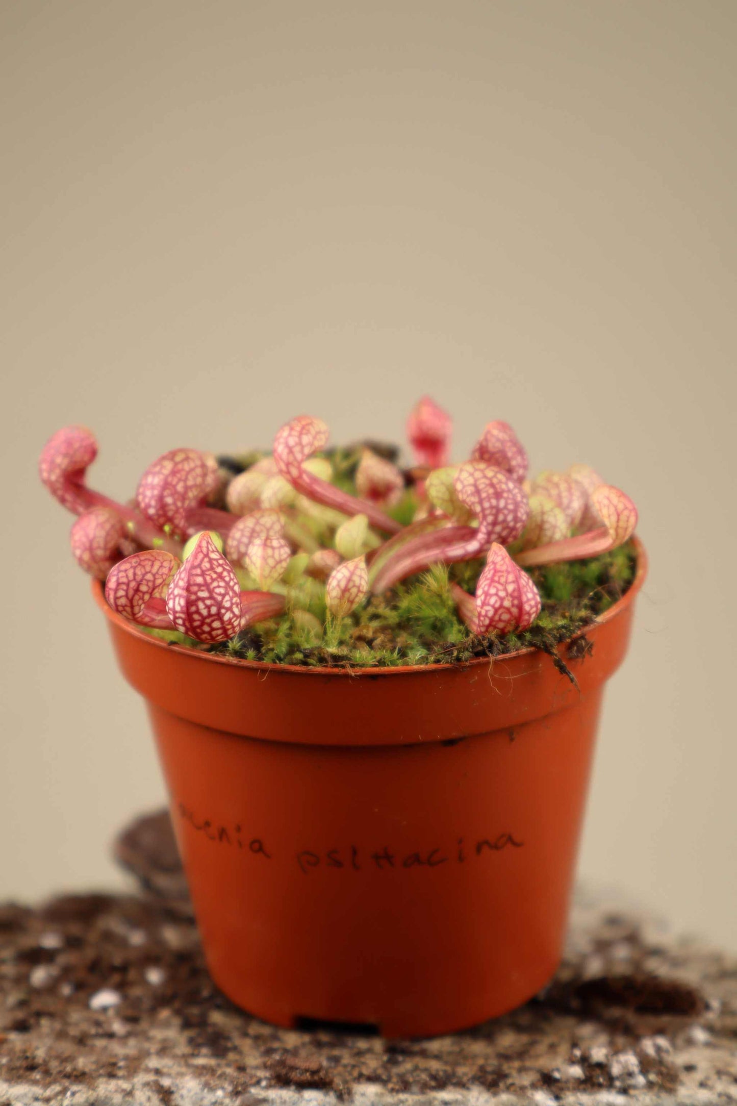 Sarracenia psittacina