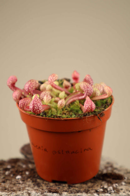 Sarracenia psittacina