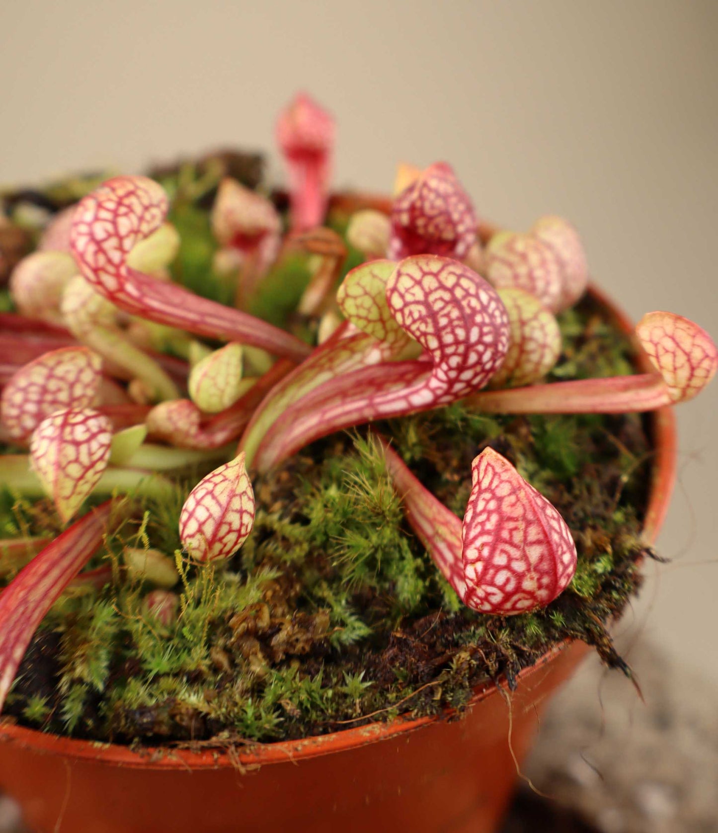 Sarracenia psittacina