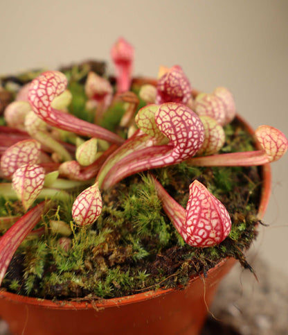 Sarracenia psittacina
