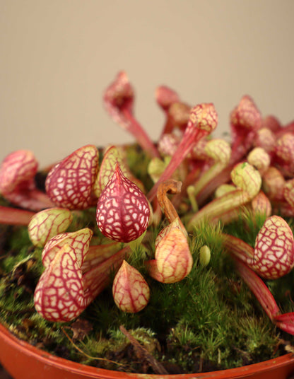 Sarracenia psittacina